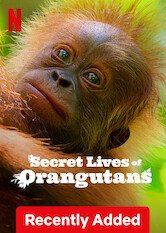 Secret Lives of Orangutans